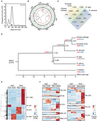 Draft Genome Assembly and Transcriptome Dataset for European Turnip (Brassica rapa L. ssp. rapifera), ECD4 Carrying Clubroot Resistance